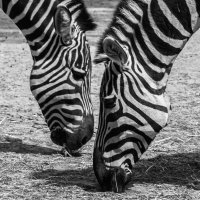 13 zebras im gleichklang 1 von 1